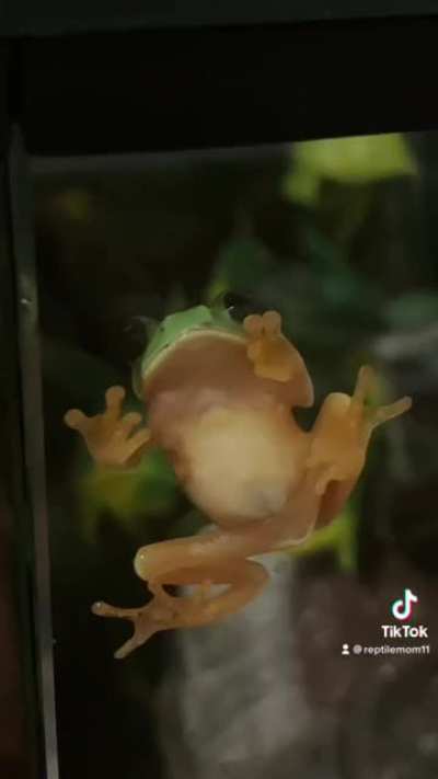You have been ✨FROGGED✨