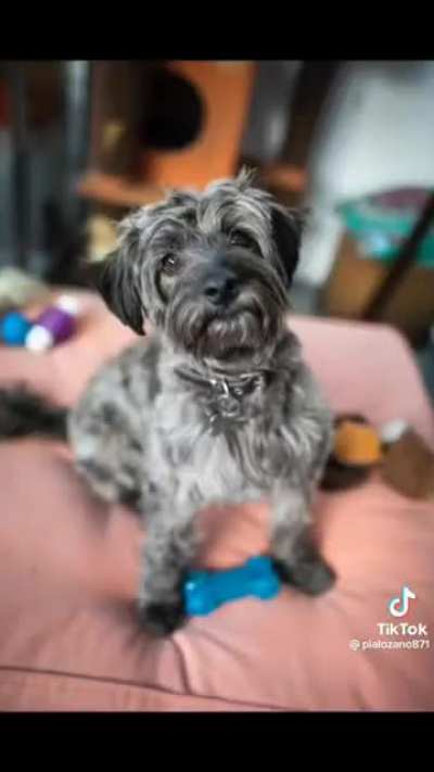 "No vet is going to accept him! Let's wait and see if he survives the weekend"