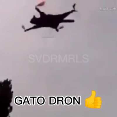 Gato dron👍