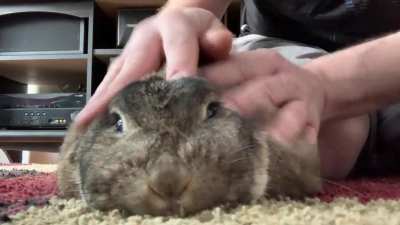 Cinnabun snuggles.