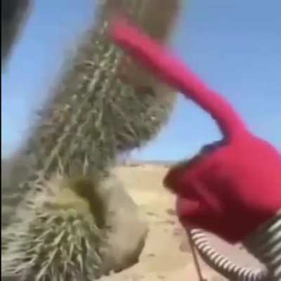 a ver cactus, qu&eacute;date quieto un momento