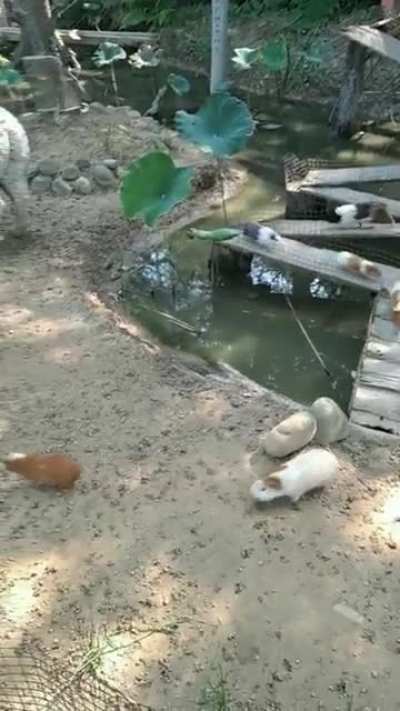Our Guinea pig people need us