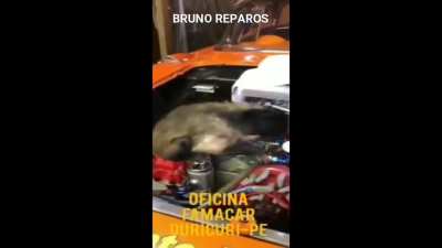 Corre l&aacute; ta em promo&ccedil;&atilde;o !!!😃😃👍🐵