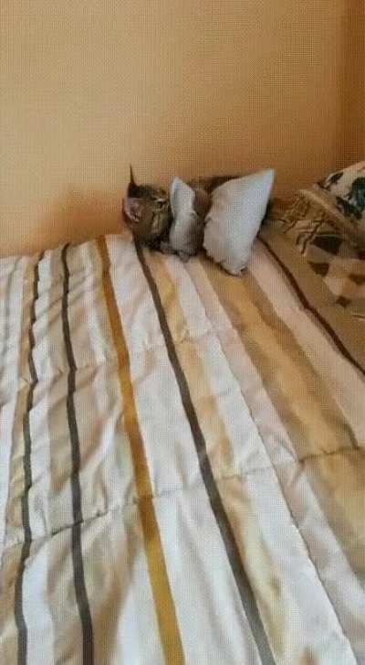 My kitty people need me