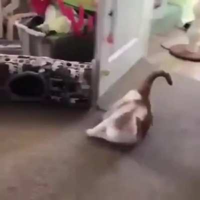 Dramatic Flop