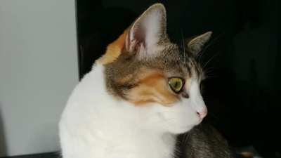 Meowing at nothing