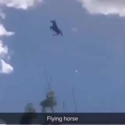Horse 👍