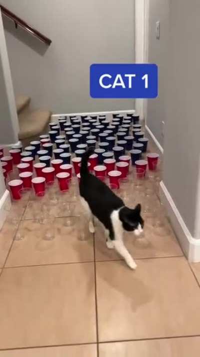 Types of cat!