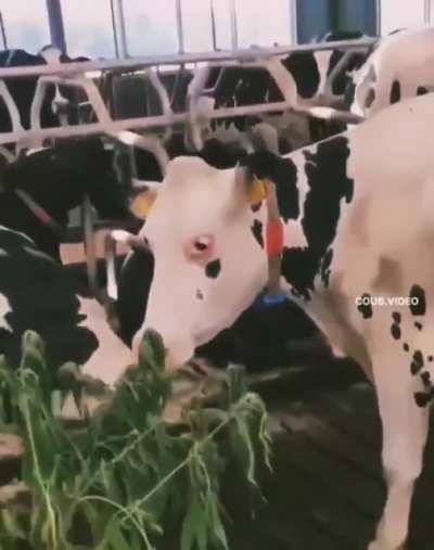 who gave cannabis to cows???🐂🤦&zwj;♂️😈