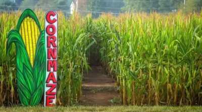 corn