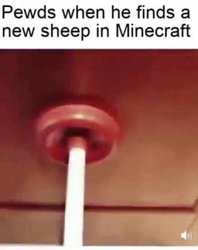Wotar sheep is kil