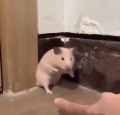 Hamster