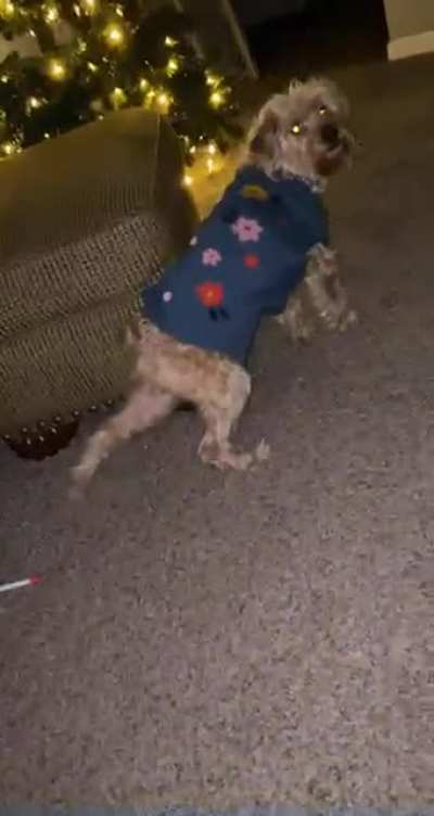 My mom&rsquo;s dog scratching her butt
