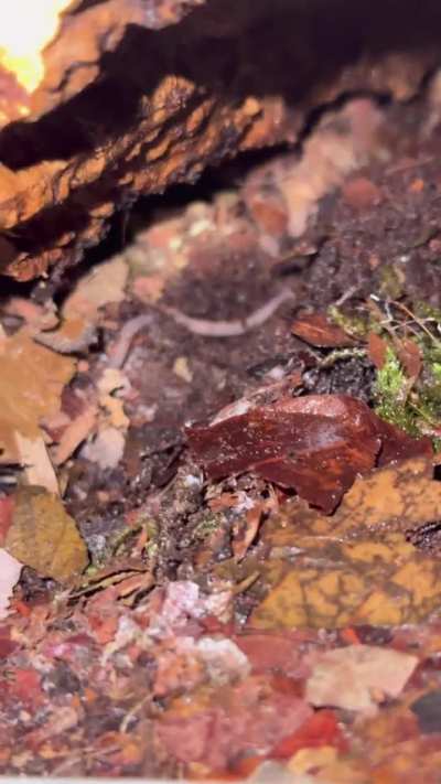 Mystery worm!