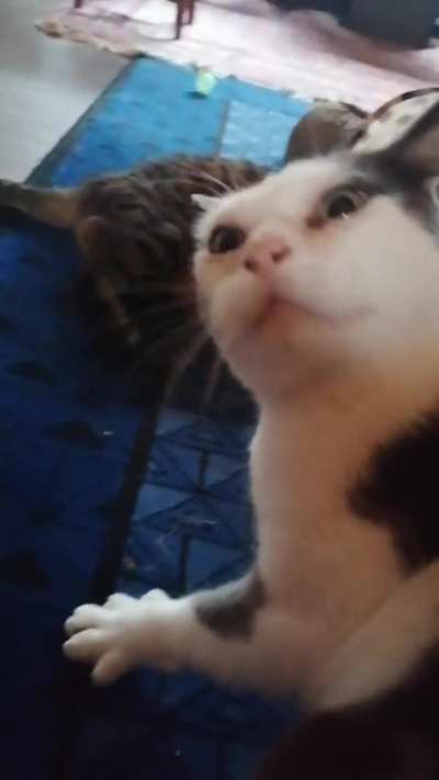 Bingo times. Much happy. Much confuse.