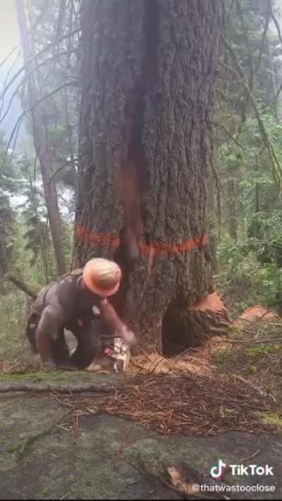 Logger survives a &ldquo;barber chair&rdquo;: a tree that splits and kicks out into random directions instead of falling as intended