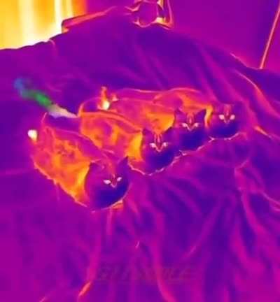 Cats viewed with a thermal camera.