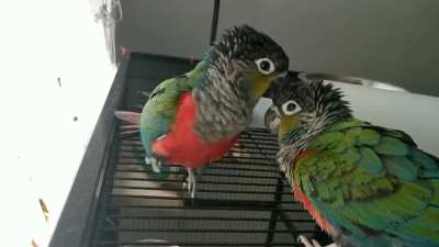 Crimson bellied conures in a nutshell. My green cheeks are way less feisty. They are indeed saying a bad word. 😂