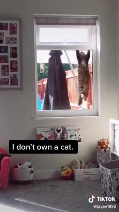 Cat breaking in (not OC)