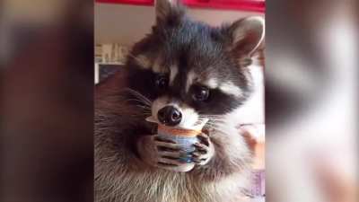 Three-year-old Mark the raccoon refuses to drink liquids unless they are served to him exclusively from glasses and jugs. Master of Mark says: "You can teach a raccoon anything, even drink and eat like a person!&rdquo;