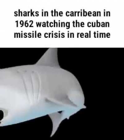 Shark Pog