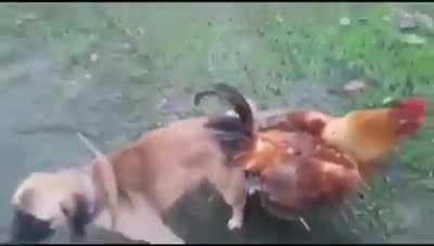 Por qu&eacute; perro ctm!