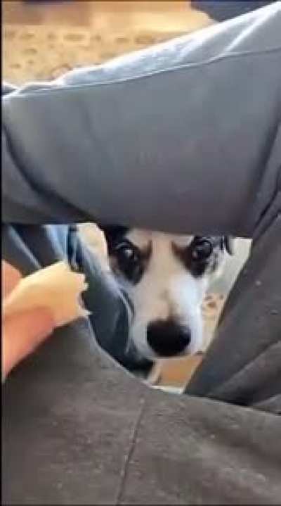Teasing dog isn't a good idea