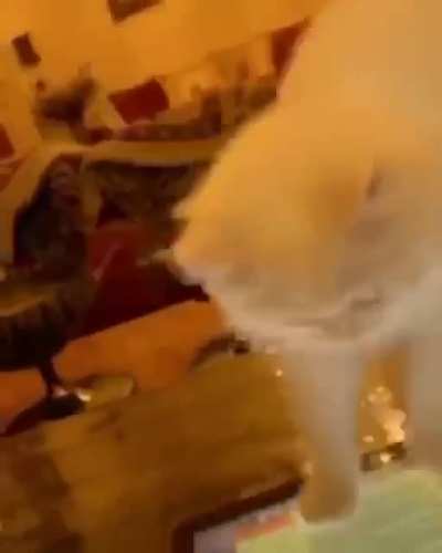 Плюс одна причина не заводить котов