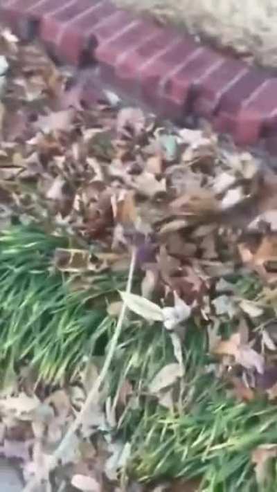The Bush Checker