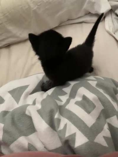 Our pointy tailed void likes a good scream