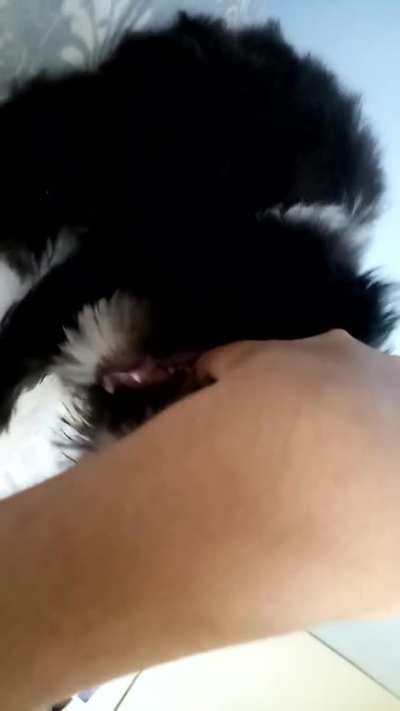 video i took with my dog 3 yrs ago