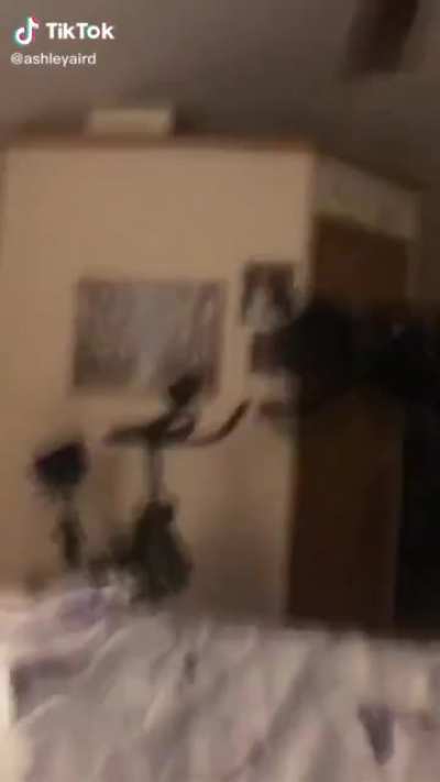 HTDYB trying to jump off a shelf while the fan is on