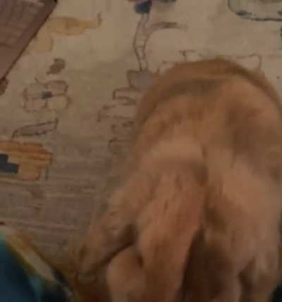 Who else&rsquo;s bunnies become psycho when you bring out the treats?😂