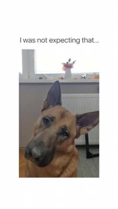 Mixed breed
