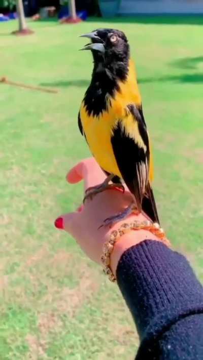 Love the sounds of nature!