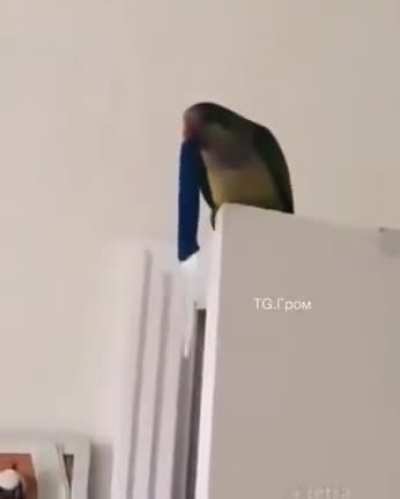 Восстание попугаев