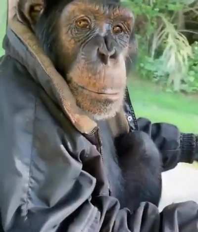 A monkey driving