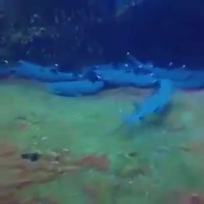 What can go wrong filming a group of sharks?
