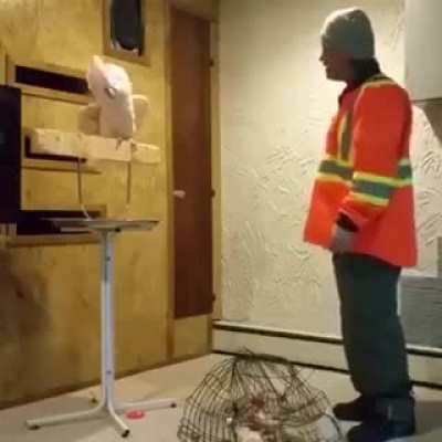 Not sure if it fits, but there's definitely a scream that cuts out. Swear warning.