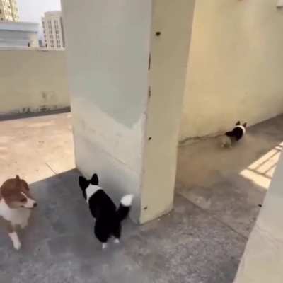 Catch Me If You Can