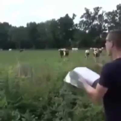The man who talked to cows