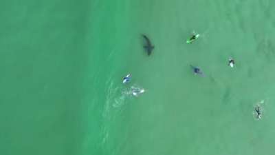 Great White Swimming Amongst Unknowing Surfers