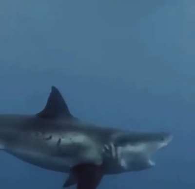 fat retard shark