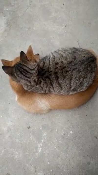 weighted blanket