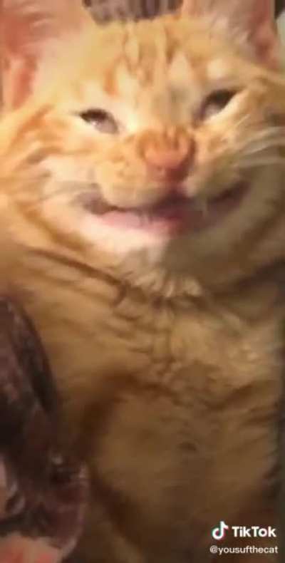 Cursed cat o_o