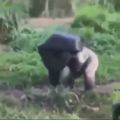 hmm gorilinha de chap&eacute;u