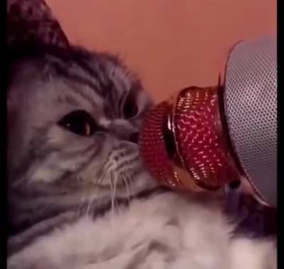 caT fIndS sEcret TO world doMINatiON, cOMPLETe aNnIhILaTIon PlAnNed!