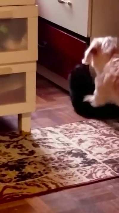 I Decided To Make A Cute Little Montage of My Cat &amp;amp; Dog :D