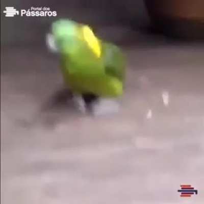 Parece que vc des&ccedil;eu demais relaxa assistindo papagaio fazendo capoeira