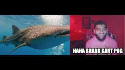 Shark pog